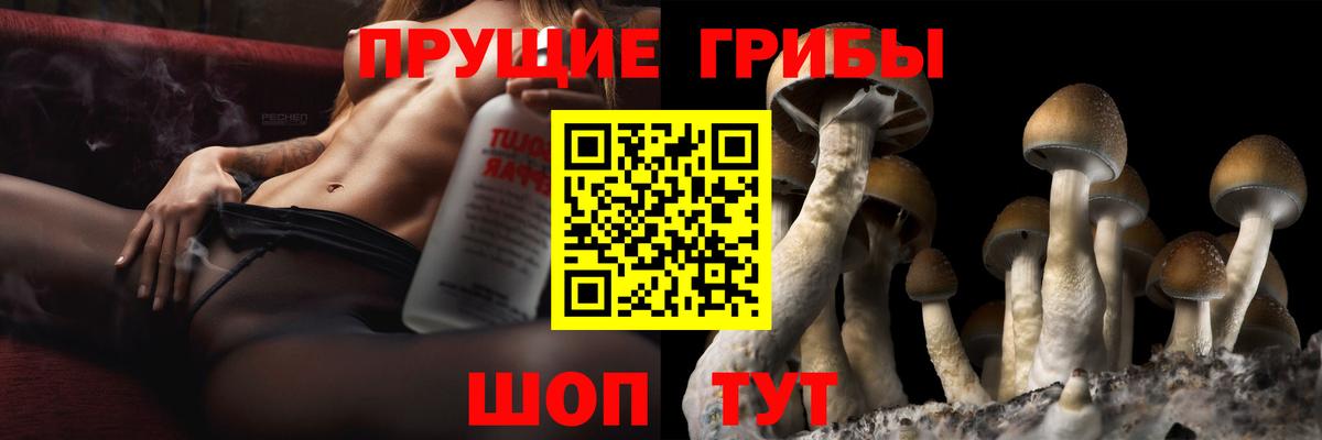 Каменск-Шахтинский  где продают наркотики  Вход с VPN  Псилоцибиновые грибы GOLDEN TEACHER 